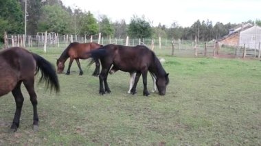 Annesinden emziren bir tarlada tay.