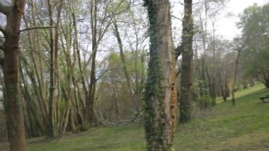 Asturias 'ta ağaçlarla dolu bir parkta dinleniyor.