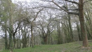 Dağlarda bir parkta dinlenirken