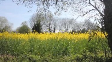 İlkbaharda kırsalda sarı