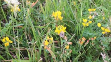 arı sarı bir çiçek