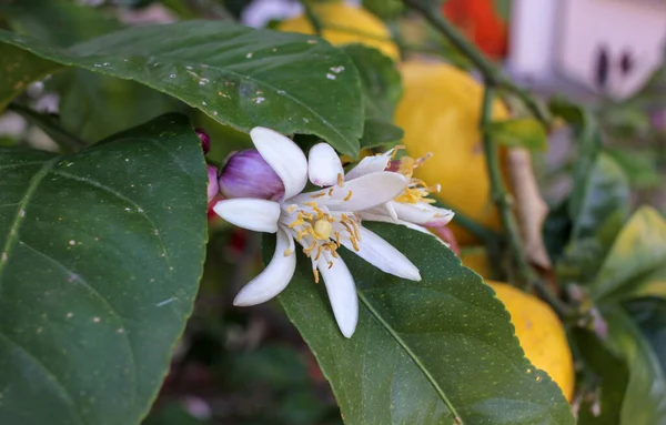 Zitronenbaum Weiße Blumen Meinem Obstgarten — Stockfoto