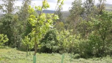 Geyikler için plastik korumalı kestane ağaçları