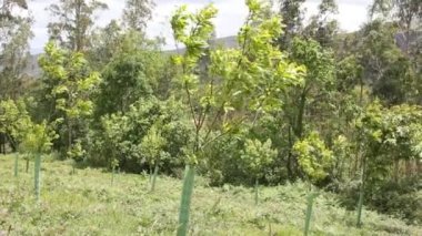 Geyik ve diğer hayvanlar için korunaklı kestane ağaçları