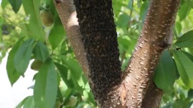 Şeftali ağacında böcek istilası