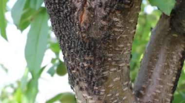 Şeftali ağacında salgın hastalık