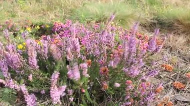 Rüzgarın etkisi altında bitkiler