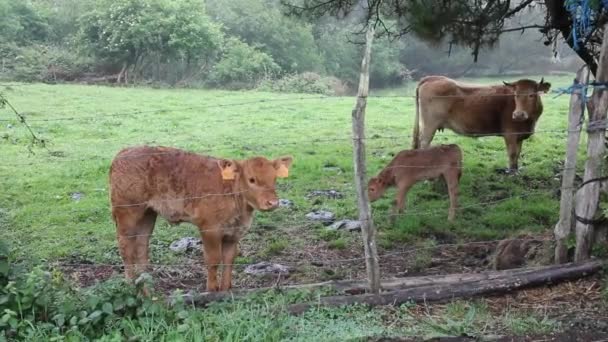 田野里的牛群 — 图库视频影像
