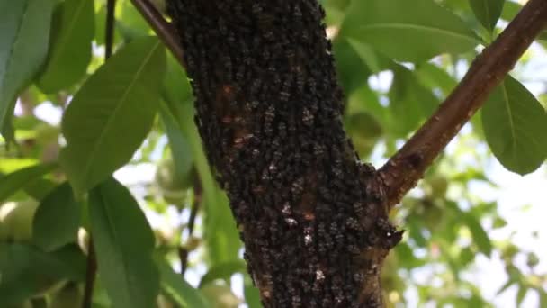 과수원에 나무에 벌레가 거린다 — 비디오