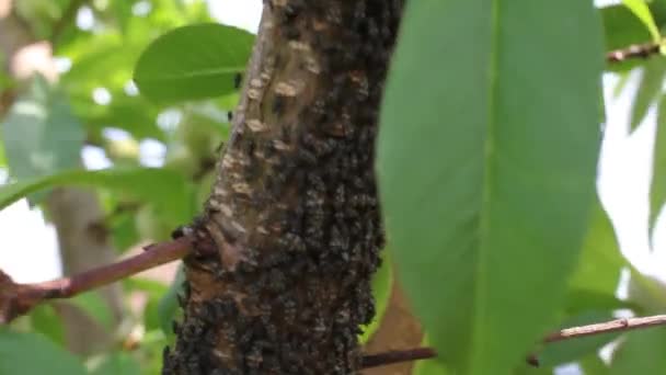 Insekten Befallen Einen Pfirsichbaum — Stockvideo