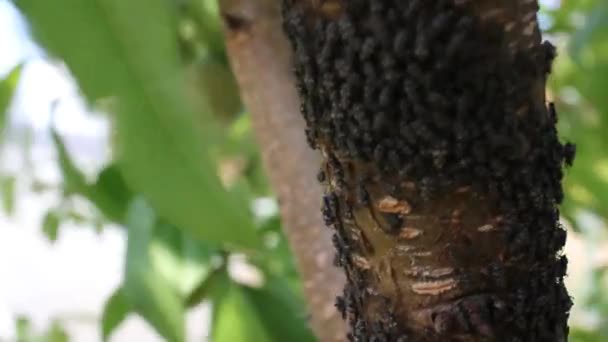 Perzikboom Met Insectenplaag — Stockvideo