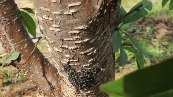 Insectenpest Een Perzikboom — Stockvideo