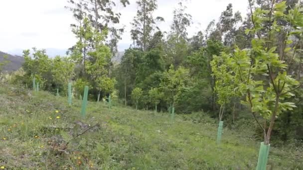 Aanplant Van Kastanjebomen Met Bescherming Voor Herten Bergen — Stockvideo