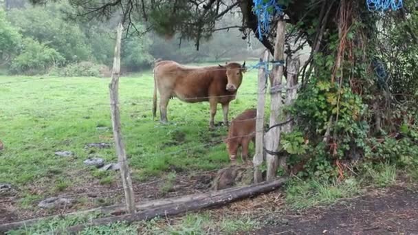 Día Lluvioso Para Familia Las Vacas — Vídeos de Stock