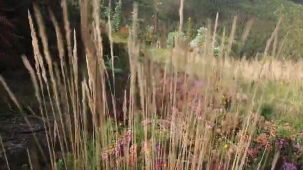 风在吹拂着一些精美的香草 — 图库视频影像