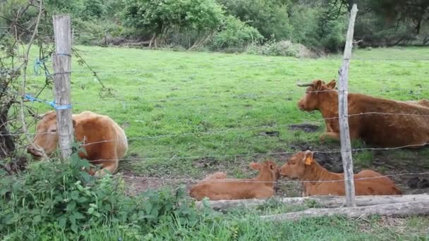 Семейство Коров Отдыхающих Поле — стоковое видео