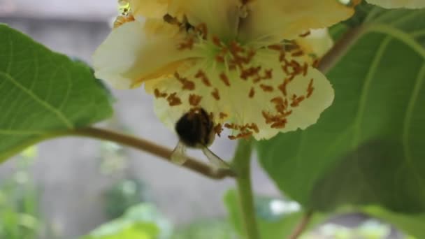 Extrahera Pollen Från Kiwiblommor — Stockvideo