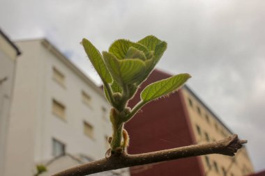 Yumuşak kivi yaprakları büyümeye başlıyor.