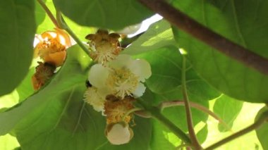 arılar kivi ağacı yapraklarının altında polen topluyor.