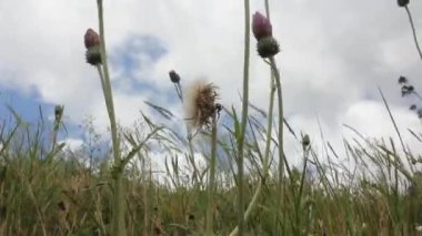 Tilki eldivenleri rüzgarlı bir günde dans ediyor