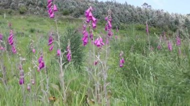 Eldivenler rüzgarla hareket etti.