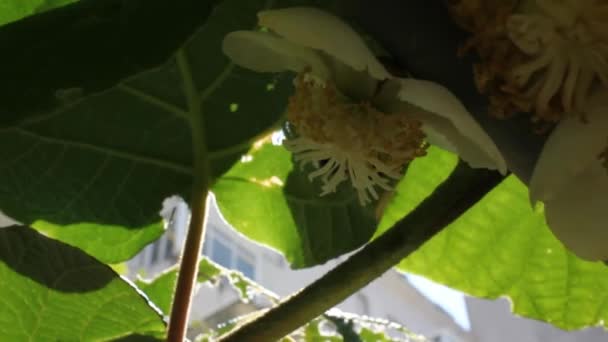 Бджоли Завжди Приходять Моєму Ківі Квіти Збору Пилку — стокове відео