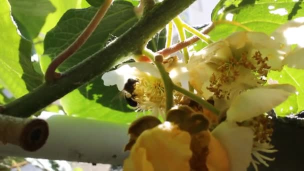 Bees Looking Pollen Kiwi Tree Leaves — Stock Video