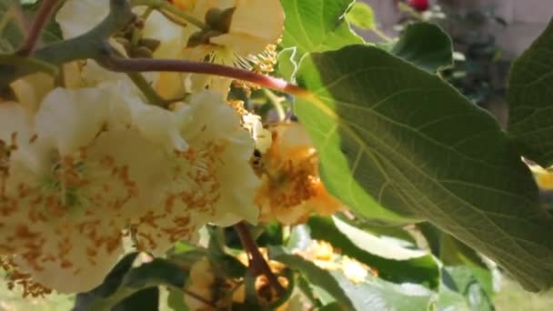 Бджоли Тяжко Працюють Моєму Саду — стокове відео