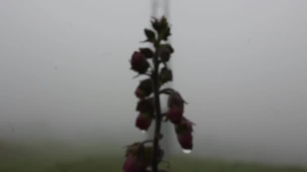 Fingerhut Einem Windigen Und Regnerischen Tag — Stockvideo