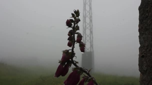 Fingerhut Bei Nebel Und Regen — Stockvideo