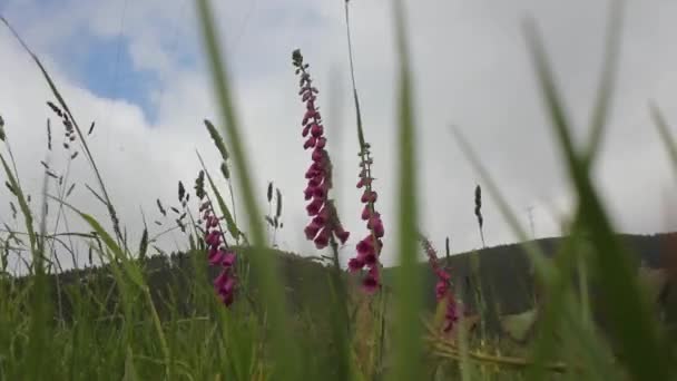 Fingerhut Den Bergen Von Valadouro Galicien Spanien Bewegt Sich Mit — Stockvideo