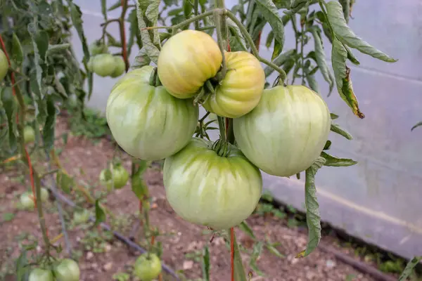 green tomatoes in greenhouse in Galicia, Spain
