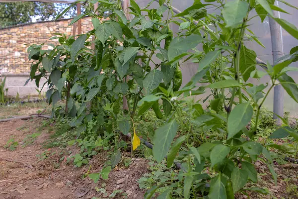 a small greenhouse at home with green peppers for family consumption