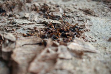 Asyalı eşekarıları yerde öldü ve yuvaları yok edildi.