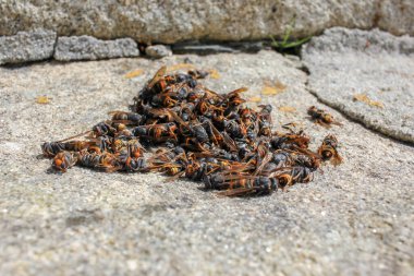 İspanya, Galiçya 'da bir taş üzerinde Asyalı eşek arısı yığını.