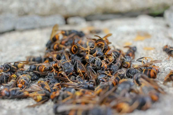 Galiçya, İspanya 'da bir tuzağın yakınında ölü Asya eşekarısı yığını bulundu.