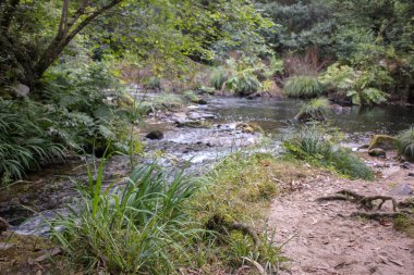 İspanya, Viveiro 'da doğanın ortasında güzel bir nehir.