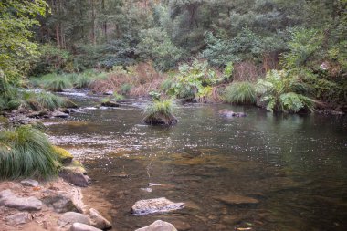 Souto da Retorta, Viveiro, İspanya 'da doğanın ortasındaki güzel nehir.