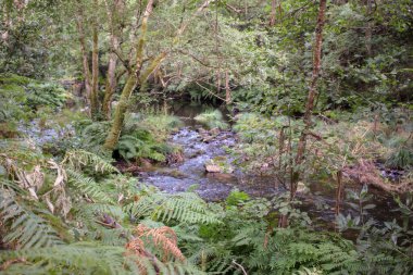 Souto da Retorta 'da küçük bir nehir, Viveiro, Galiçya, İspanya