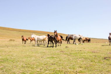 Campo do Oso, İspanya 'daki dağlarda bir grup vahşi at.