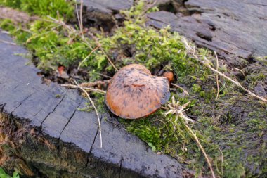 Bir süre önce kesilmiş eski bir ağaçtaki mantar.