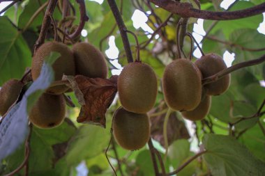 Bahçemdeki kivilerden bazıları hızla büyüyor.