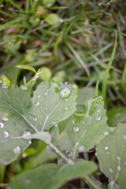 Yağmurdan sonra bahçeme yağmur damlaları damlatıyor.