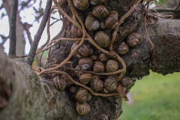 some snails living in community in an apple tree