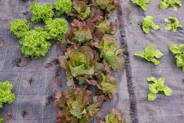 İspanya, Galiçya 'da bir serada sağlıklı ve lezzetli organik marul.