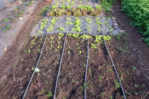 lettuce in a domestic greenhouse for owners consumption
