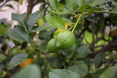 Galiçya, İspanya 'daki bahçemdeki limon ağacımda yeşil limon