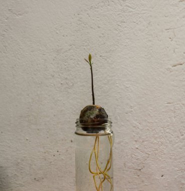 Avokado evde suyla dolu bir bardakta büyüyor.