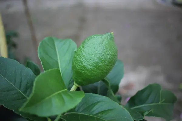 organic, green lemon in a lemon tree in my orchard