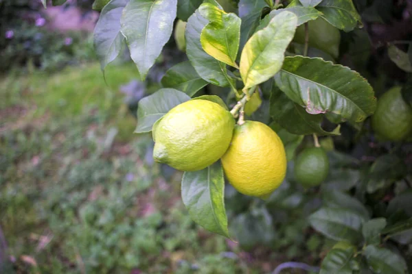 green and yellow lemons in a lemon tree in my orchard